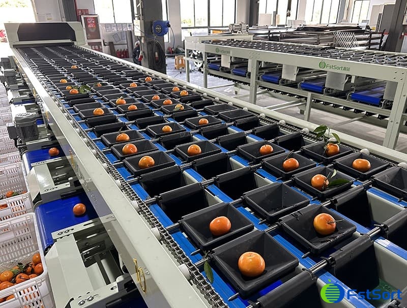 images/1686037931948citrus processing machine.jpg